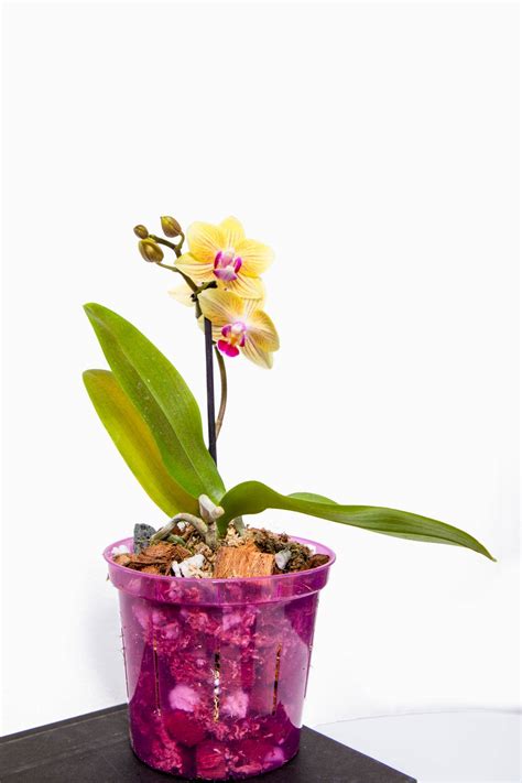 orchid pots near me|Orchid Care: 10 Easy Tips – rePotme.